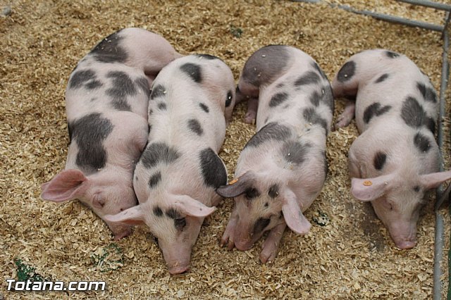 Sepor 2015 - Feria ganadera, industrial y agroalimentaria - 108