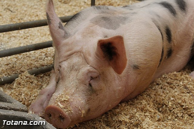 Sepor 2015 - Feria ganadera, industrial y agroalimentaria - 111