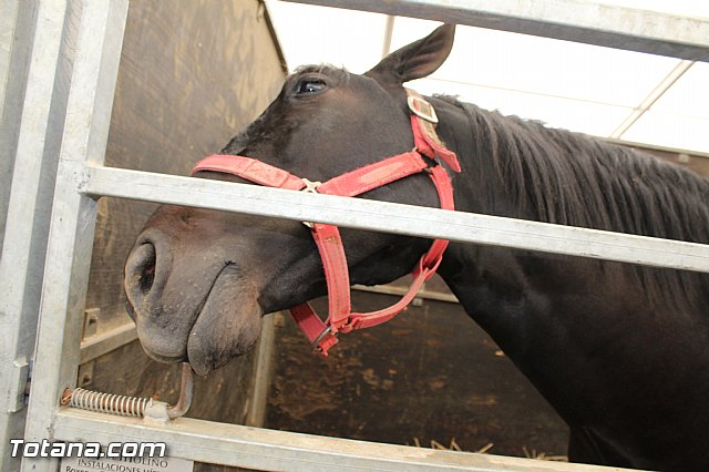 Feria Internacional del Caballo 2015 (Lorca) - 42