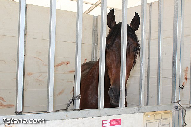 Feria Internacional del Caballo 2015 (Lorca) - 105