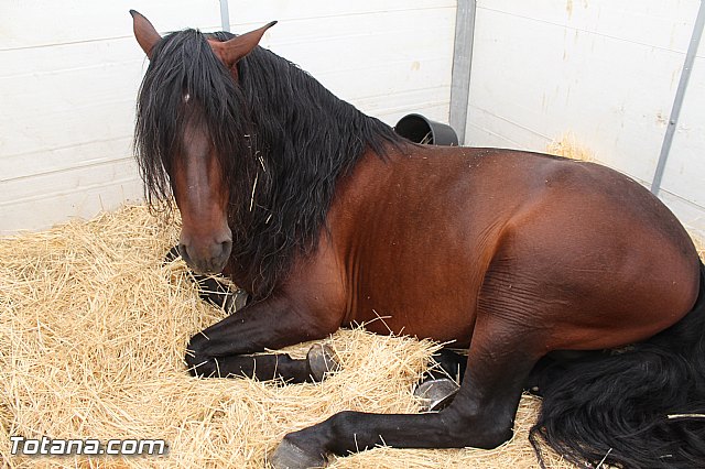 Feria Internacional del Caballo 2015 (Lorca) - 106