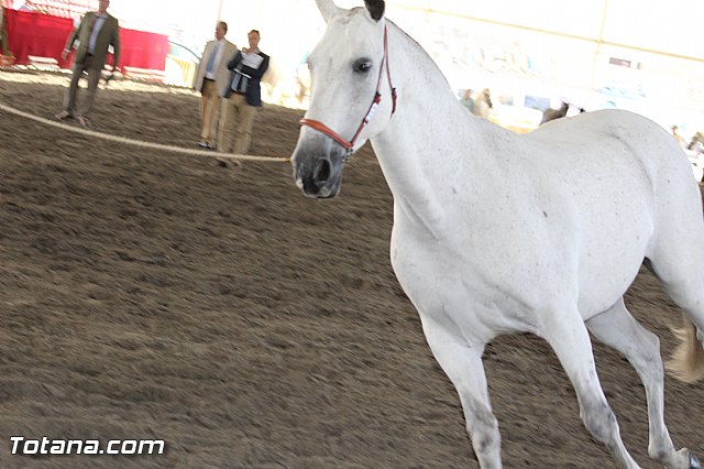 Feria Internacional del Caballo 2015 (Lorca) - 238