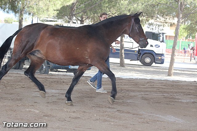 Feria Internacional del Caballo 2015 (Lorca) - 241