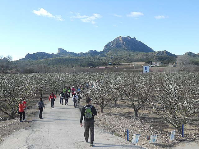 Senderistas de Totana disfrutaron del espectculo de la floracin de los frutales de Cieza - 19