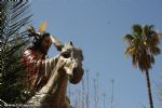 procesion de las palmas