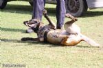 Guias Caninos