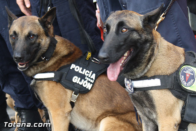 I Encuentro Interpolicial de Guas Caninos de la Regin de Murcia - 45