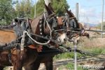 Romeria