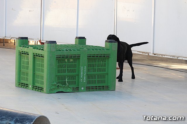 I Exhibicin Canina de Perros Detectores  - 42