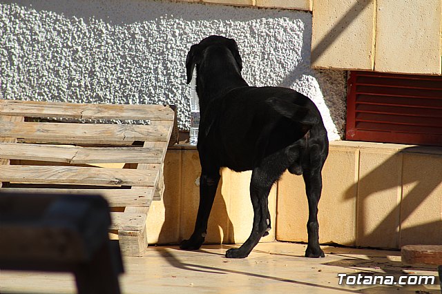 I Exhibicin Canina de Perros Detectores  - 92